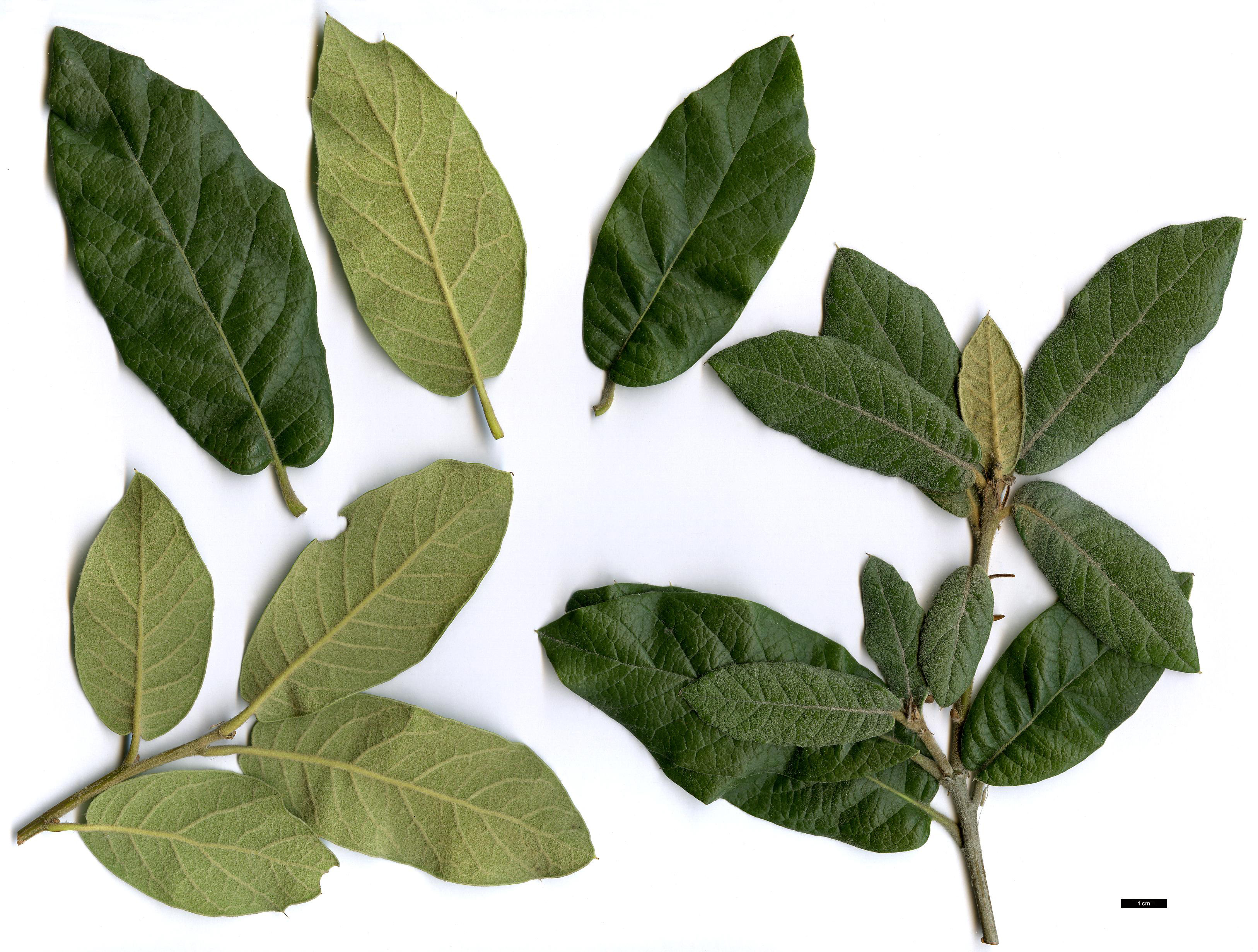 High resolution image: Family: Fagaceae - Genus: Quercus - Taxon: ×dysophylla (Q.crassifolia × Q.crassipes)